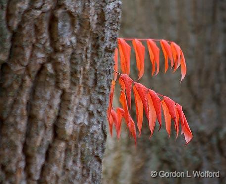 Autumn Sumac Leaves_23522.jpg - Peeking out between two old trees. Photographed near Sherkston, Ontario Canada. 